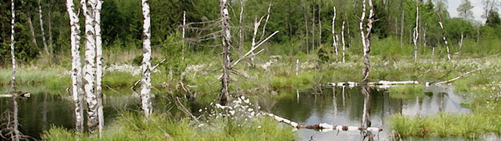 Banished North Bogland